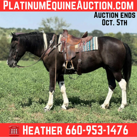 HorseID: 2302690 Cruz HS - PhotoID: 1085036