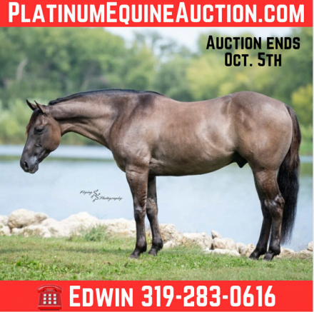 HorseID: 2302691 A Nickle Fritz ER - PhotoID: 1085024