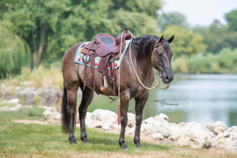 HorseID: 2302691 A Nickle Fritz ER - PhotoID: 1085025