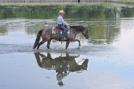 HorseID: 2302691 A Nickle Fritz ER - PhotoID: 1085026