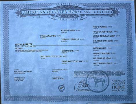 HorseID: 2302691 A Nickle Fritz ER - PhotoID: 1085027