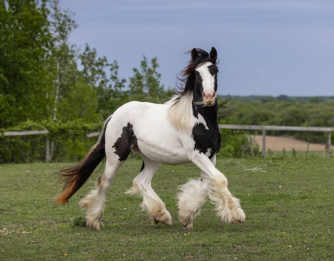 HorseID: 2302692 CRC Summer Solstice - PhotoID: 1085006