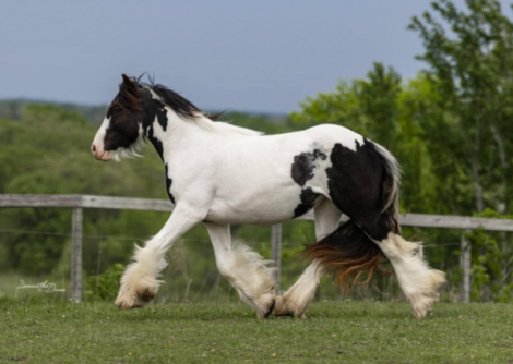 HorseID: 2302692 CRC Summer Solstice - PhotoID: 1085007