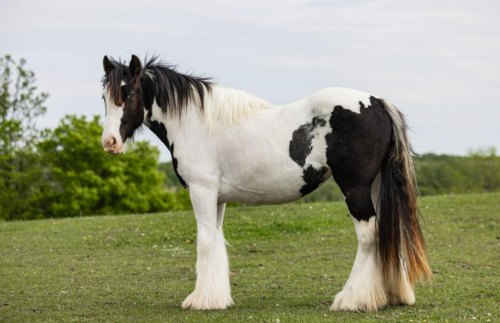 HorseID: 2302692 CRC Summer Solstice - PhotoID: 1085008