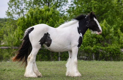 HorseID: 2302692 CRC Summer Solstice - PhotoID: 1085009