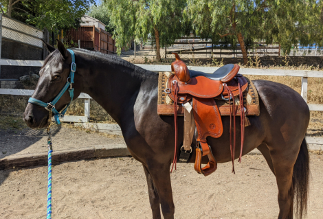 HorseID: 2302696 DNR Cavalier's Starlight - PhotoID: 1085010