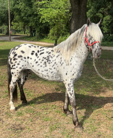 HorseID: 2302698 SUNSPOT PISTOL PETE - PhotoID: 1084926