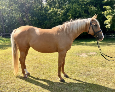 HorseID: 2302699 Khaleesi - PhotoID: 1085011