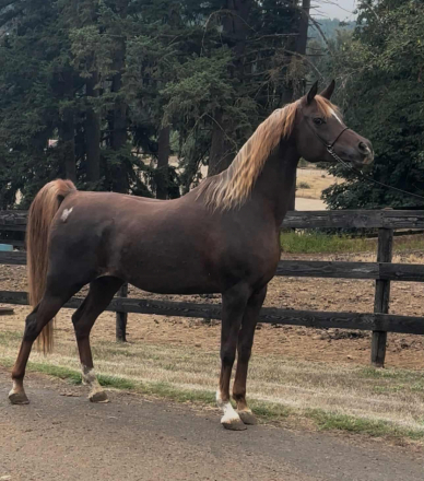 HorseID: 2302700 Anaveraziaa - PhotoID: 1085012