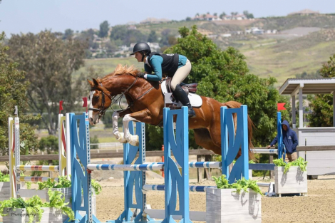 HorseID: 2302702 Astonishing - PhotoID: 1085019