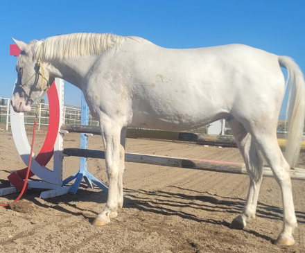 HorseID: 2302705 Ravenwood Highlander - PhotoID: 1085165