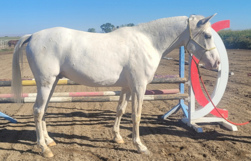 HorseID: 2302705 Ravenwood Highlander - PhotoID: 1085166