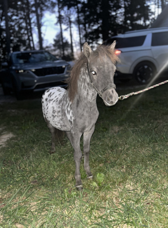 HorseID: 2302709 Cottontails Lil Scooby Doo - PhotoID: 1085058