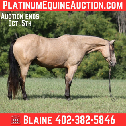 HorseID: 2302710 A High Rollin Shiner - PhotoID: 1085059