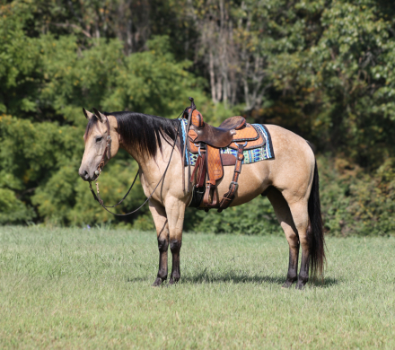 HorseID: 2302710 A High Rollin Shiner - PhotoID: 1085060