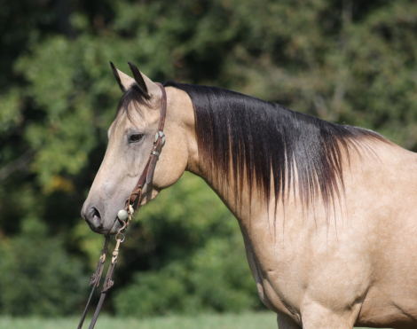 HorseID: 2302710 A High Rollin Shiner - PhotoID: 1085061