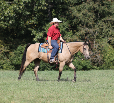 HorseID: 2302710 A High Rollin Shiner - PhotoID: 1085062