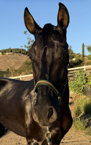 HorseID: 2302712 Arette - PhotoID: 1085279