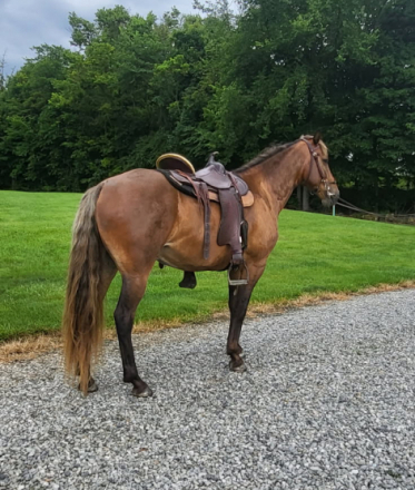 HorseID: 2302716 Fearless Texas Ranger - PhotoID: 1085132