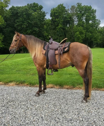 HorseID: 2302716 Fearless Texas Ranger - PhotoID: 1085133