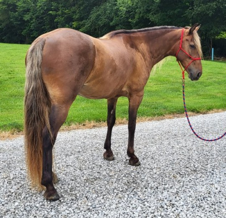 HorseID: 2302716 Fearless Texas Ranger - PhotoID: 1085134