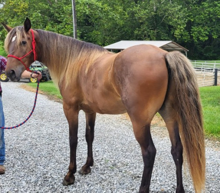 HorseID: 2302716 Fearless Texas Ranger - PhotoID: 1085135