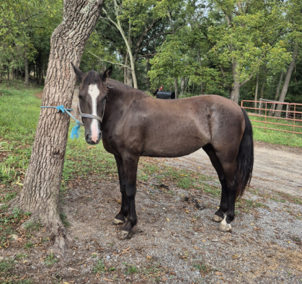 HorseID: 2302719 Merly - PhotoID: 1085065