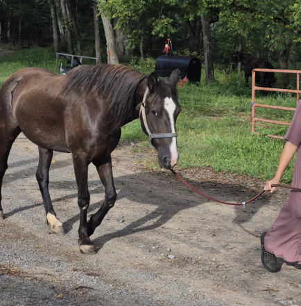 HorseID: 2302719 Merly - PhotoID: 1085066