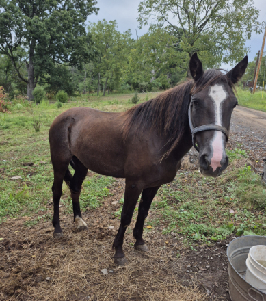 HorseID: 2302719 Merly - PhotoID: 1085067
