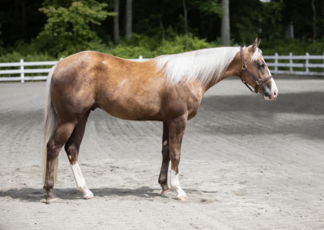 HorseID: 2302721 EYE WANNABE A COWBOY - PhotoID: 1085069