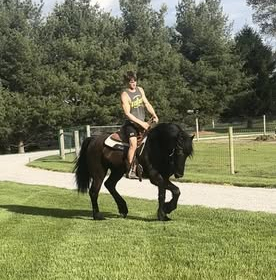 HorseID: 2302725 SARGE - PhotoID: 1085534