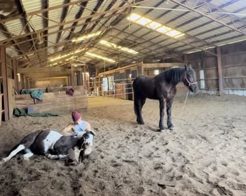 HorseID: 2302725 SARGE - PhotoID: 1085535