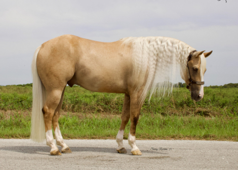 HorseID: 2302729 SS GONE PLATINUM - PhotoID: 1085071