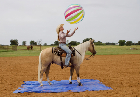 HorseID: 2302729 SS GONE PLATINUM - PhotoID: 1085073