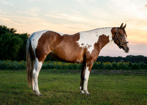 HorseID: 2302732 DSR NEW CUT DIAMOND - PhotoID: 1085075