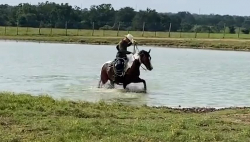 HorseID: 2302732 DSR NEW CUT DIAMOND - PhotoID: 1085076