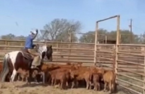 HorseID: 2302732 DSR NEW CUT DIAMOND - PhotoID: 1085077