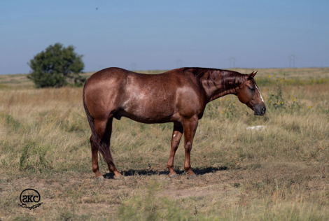 HorseID: 2302734 WHIZEUS CODE - PhotoID: 1085079