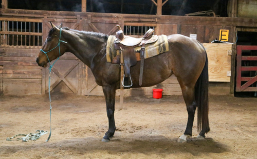 HorseID: 2302735 SIPPERY SLOPE - PhotoID: 1085080