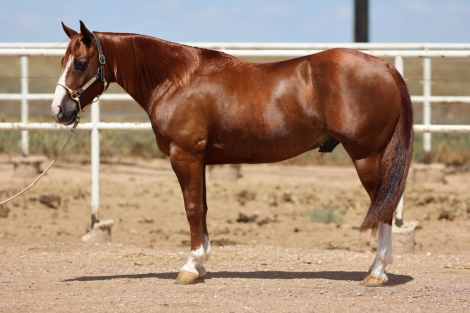 HorseID: 2302736 WR ONE GOOD TIME - PhotoID: 1085081