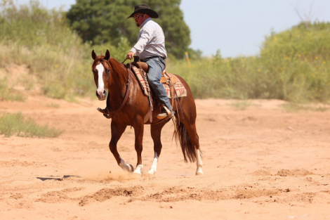 HorseID: 2302736 WR ONE GOOD TIME - PhotoID: 1085082