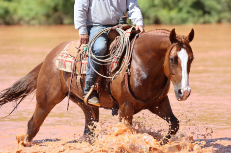 HorseID: 2302736 WR ONE GOOD TIME - PhotoID: 1085083