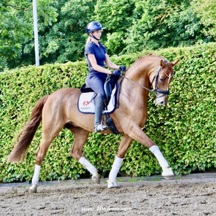 HorseID: 2302739 Sky HW at www.HWfarm.com - PhotoID: 1085085