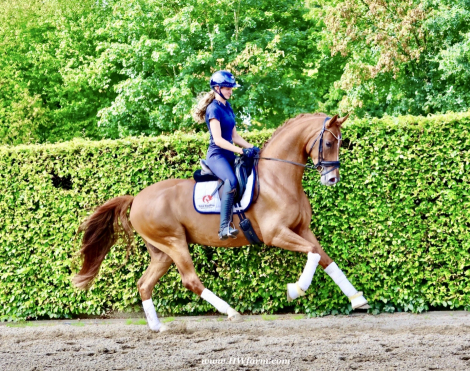 HorseID: 2302739 Sky HW at www.HWfarm.com - PhotoID: 1085086