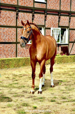 HorseID: 2302739 Sky HW at www.HWfarm.com - PhotoID: 1085087