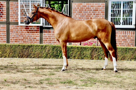 HorseID: 2302739 Sky HW at www.HWfarm.com - PhotoID: 1085088