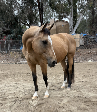 HorseID: 2302744 Ebony Gold Iris - PhotoID: 1085121