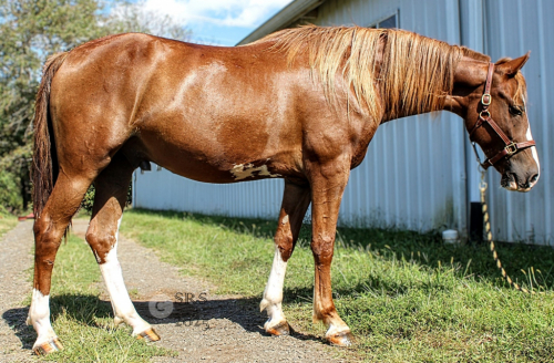 HorseID: 2302759 Gorgeous flashy Morgan gelding, nice mover - PhotoID: 1085090