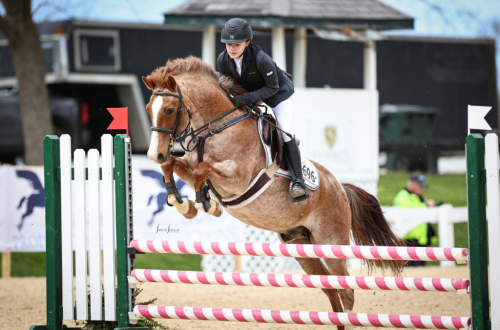 HorseID: 2302760 Romeo - PhotoID: 1085093