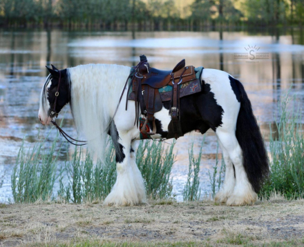 HorseID: 2302766 PF BIG BEAR - PhotoID: 1085098